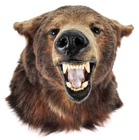 Taxidermy Black Bear Shoulder Mount