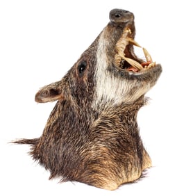 White Lipped Peccary Taxidermy Shoulder Mount