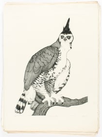 Christine McGinnis (American, 1937-2019) Forty-One Ornate Hawk Eagle Signed Etchings
