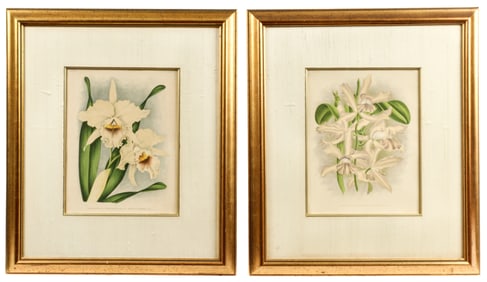 Two Antique Botanical Orchid Chromolithographs
