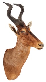 African Red Hartebeest Antelope Taxidermy Shoulder Mount