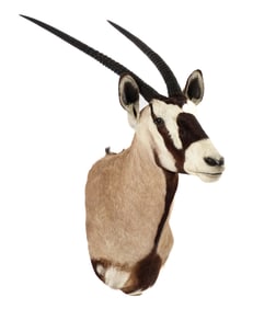 South African Oryx/Gemsbok Taxidermy Shoulder Mount