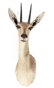 Vaal Rhebok Taxidermy Shoulder Mount