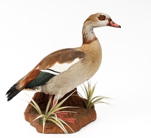 Egyptian Goose Taxidermy Full Wall Mount