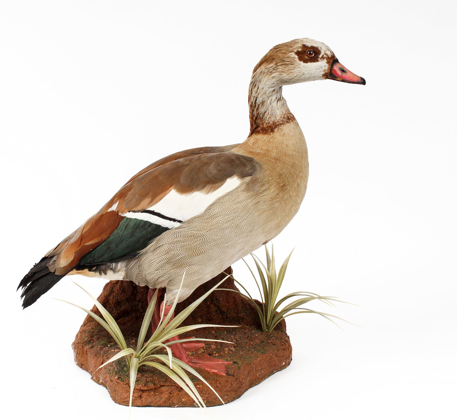 Egyptian Goose Taxidermy Full Wall Mount (1 of 7)