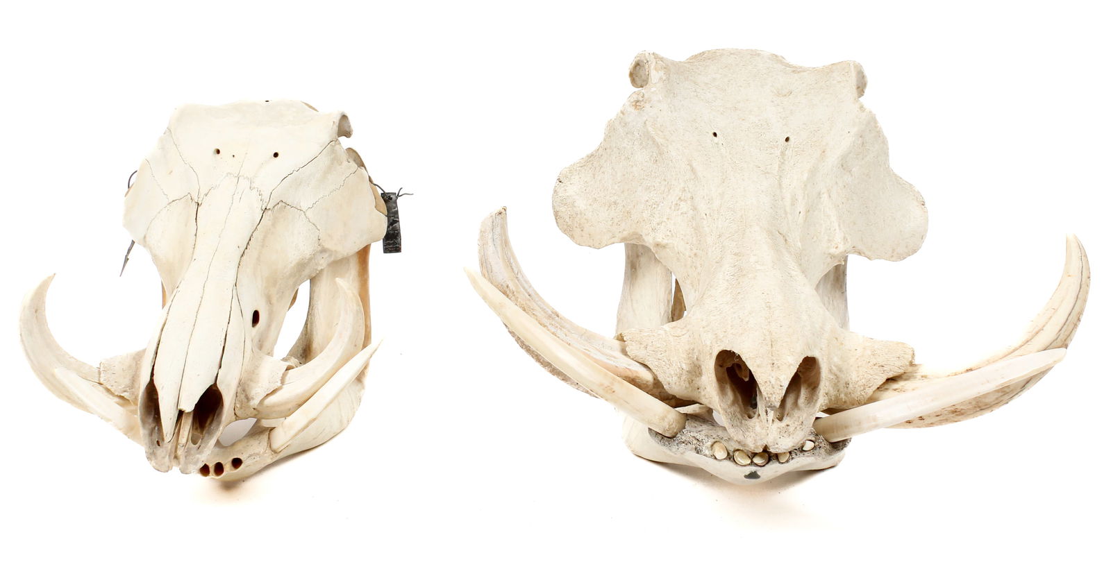 Two Warthog Taxidermy Skulls (1 of 10)