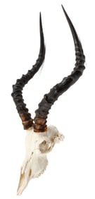 Antelope Taxidermy Skull