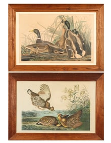 After John James Audubon (French-American, 1785-1851) Two Hand Colored Reproduction Bird Prints