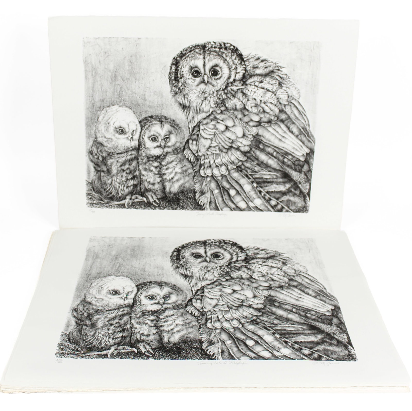 Christine McGinnis (American, 1937-2019) 36 Tawny Owl With Fledglings Lithographs (1 of 7)