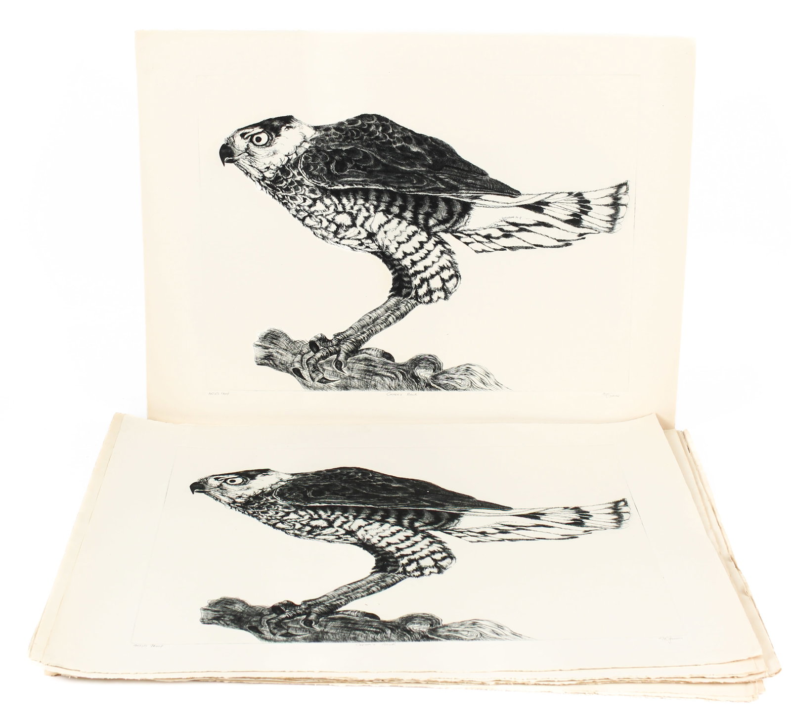 Christine McGinnis (American, 1937-2019) 36 Cooper's Hawk Etchings (1 of 9)