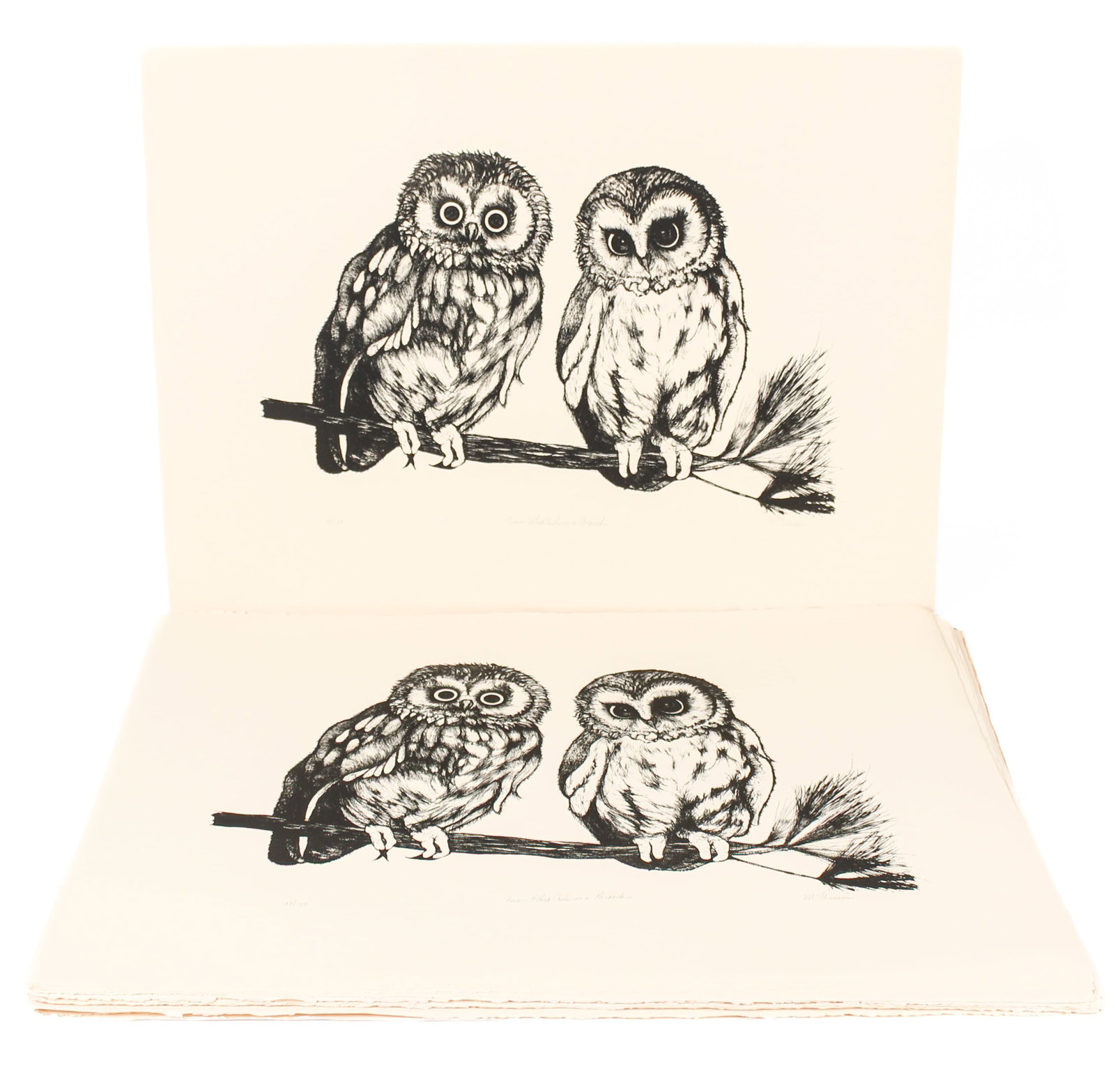 Christine McGinnis (American, 1937-2019) 41 Saw-Whet Owls on a Branch Lithographs: Description: Approximately forty-one lithographs on wove paper by Christine McGinnis titled 'Saw-Whet Owlson a Branch'. Markings & Inscriptions: Signed, titled, and numbered Date: Mid to late 20th cen
