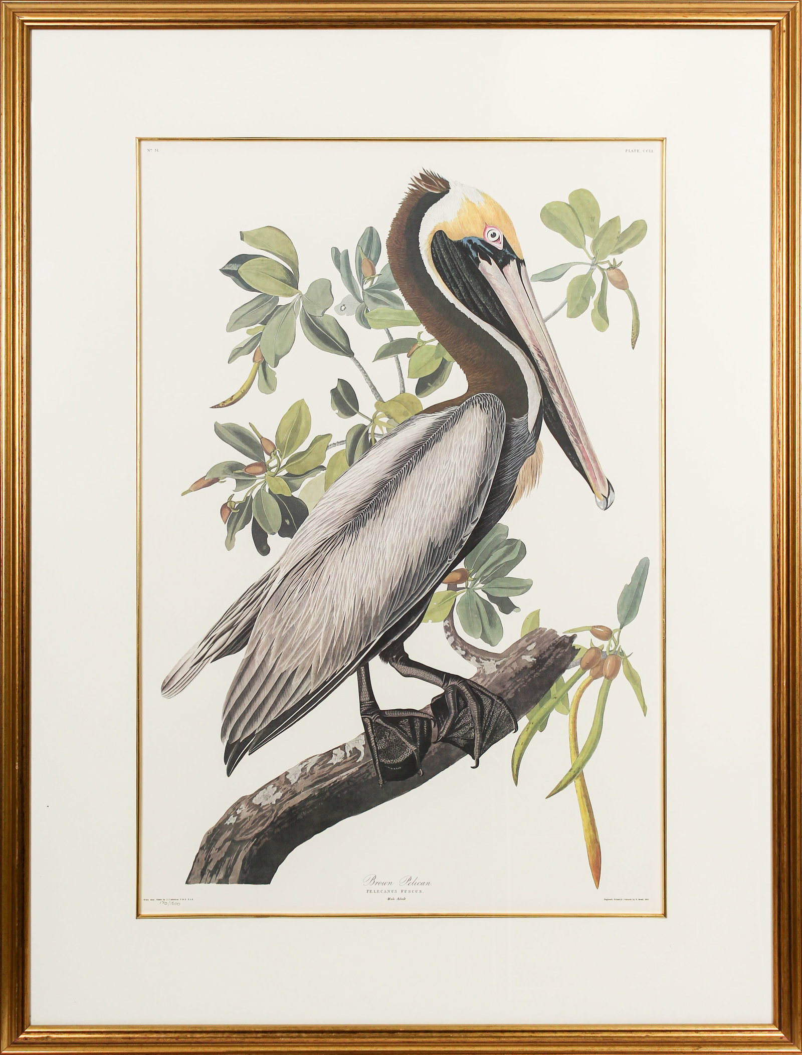 After John James Audubon (1785-1851) Brown Pelican, Princeton Edition, Lithograph: Description: A framed, matted and glazed lithograph on paper depicting the "Brown Pelican" after the original by John James Audubon. No. 51, plate 251 from the Birds of America, Princeton Edition, pen
