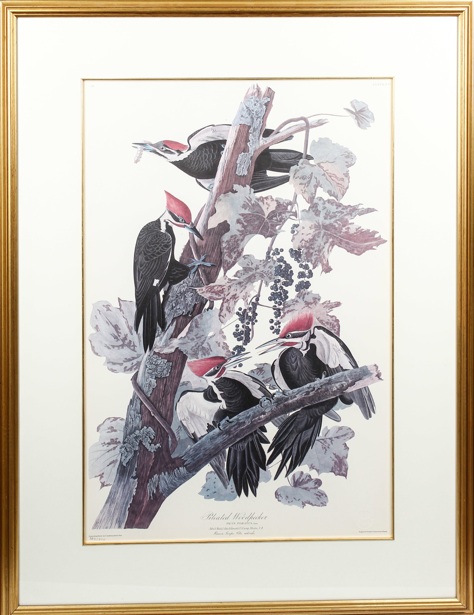 After John James Audubon (1785-1851) Pileated Woodpecker, Princeton Edition, Lithograph: Description: A framed, matted, and glazed lithograph on paper depicting the "Pileated Woodpecker" after the original by John James Audubon. No. 21, plate 111 from the Birds of America, Princeton Editi