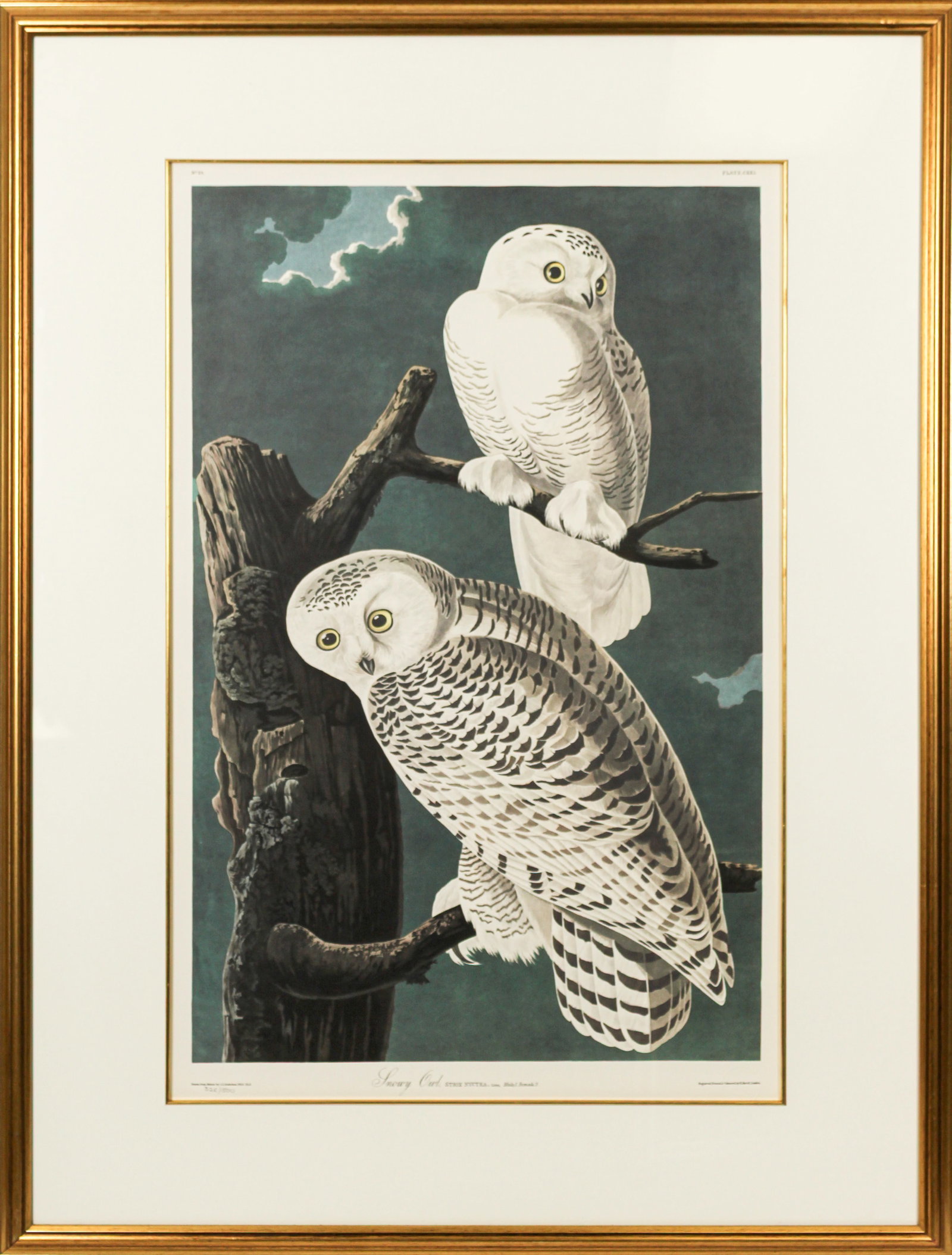 After John James Audubon (1785-1851) Snowy Owl, Princeton Edition, Lithograph: Description: A framed, matted and glazed lithograph on paper depicting the "Snowy Owl" after the original by John James Audubon. No. 25, plate 121 from the Birds of America, Princeton Edition, pencil 
