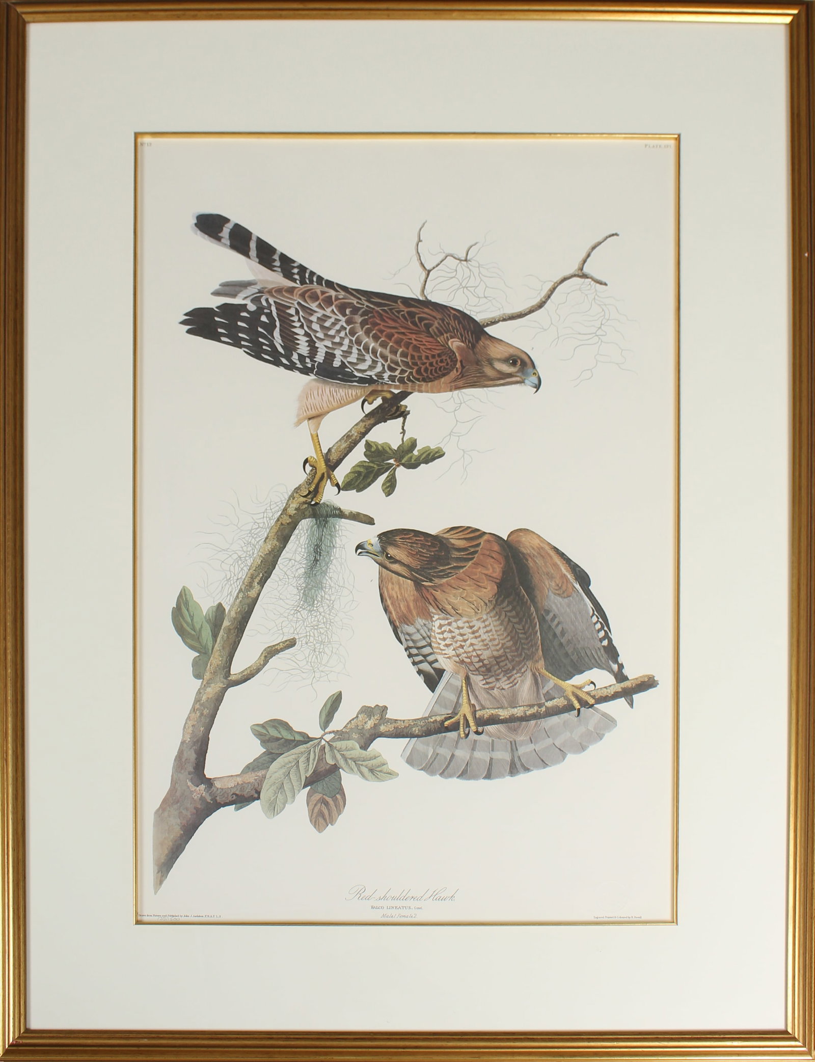After John James Audubon (1785-1851) Red Shouldered Hawk, Princeton Edition, Lithograph: Description: A framed, matted and glazed lithograph on paper depicting the "Red Shouldered Hawk" after the original by John James Audubon. No. 12, plate 56 from the Birds of America, Princeton Edition