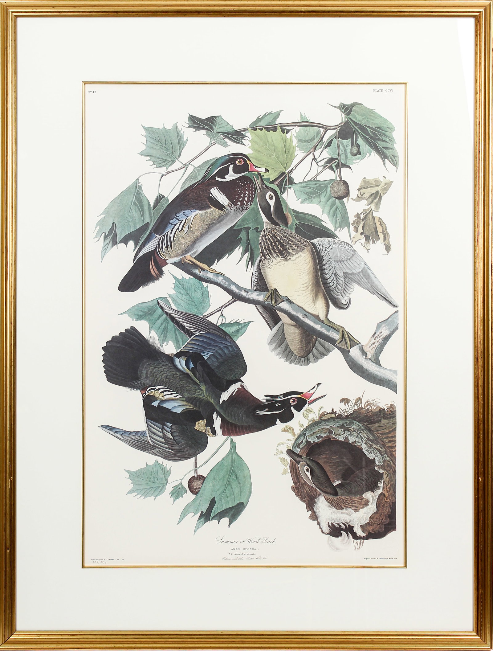 After John James Audubon (1785-1851) Summer or Wood Duck, Princeton Edition, Lithograph (1 of 7)
