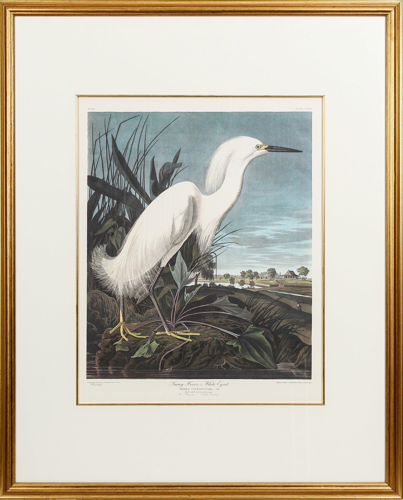 After John James Audubon (1785-1851) Snowy Heron or White Egret, Princeton Edition, Lithograph: Description: A framed, matted and glazed lithograph on paper depicting the "Snowy Heron or White Egret" after the original by John James Audubon. No. 49, plate 242 from the Birds of America, Princeton