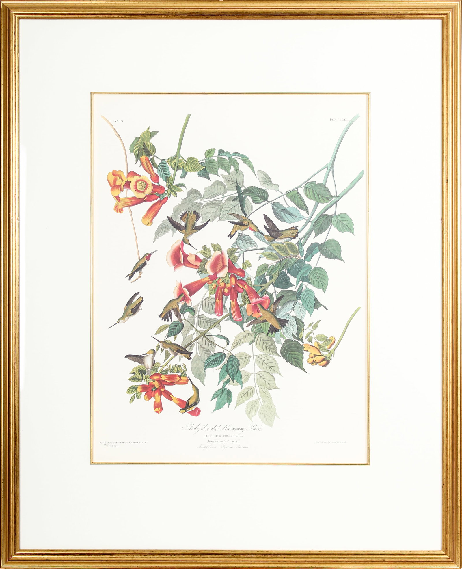 After John James Audubon (1785-1851) Ruby-throated Hummingbird, Princeton Edition, Lithograph (1 of 7)