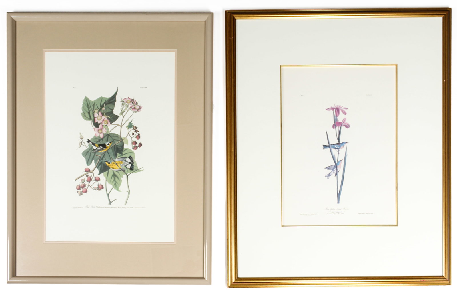 After John James Audubon (1785-1851) Blue Yellow-backed Warbler and Black and Yellow Warbler, (1 of 15)