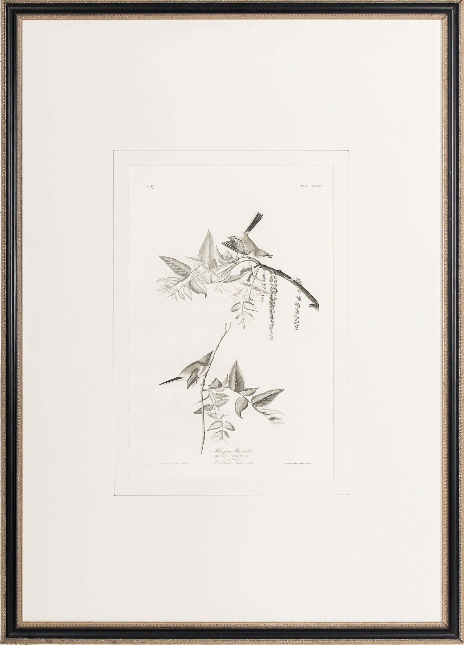 After John James Audubon (1785-1851) Blue-gray Flycatcher, Engraving: Description: A framed, matted and glazed intaglio print on paper depicting the "Blue Grey Flycatcher" after the original by John James Audubon. No. 17, plate 84 from the Birds of America. Markings & I