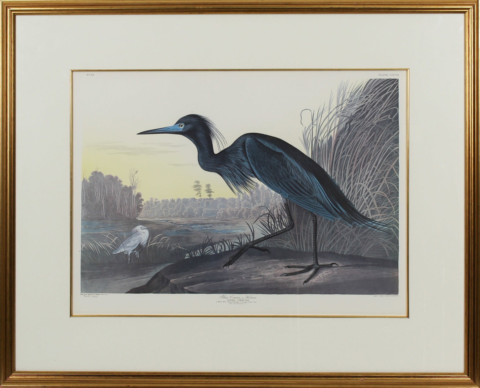 After John James Audubon (1785-1851) Blue Crane or Heron, Lithograph: Description: A framed, matted and glazed lithograph on paper depicting the "Blue Crane or Heron" after the original by John James Audubon. No. 62, plate 307 from the Birds of America, Princeton Editio