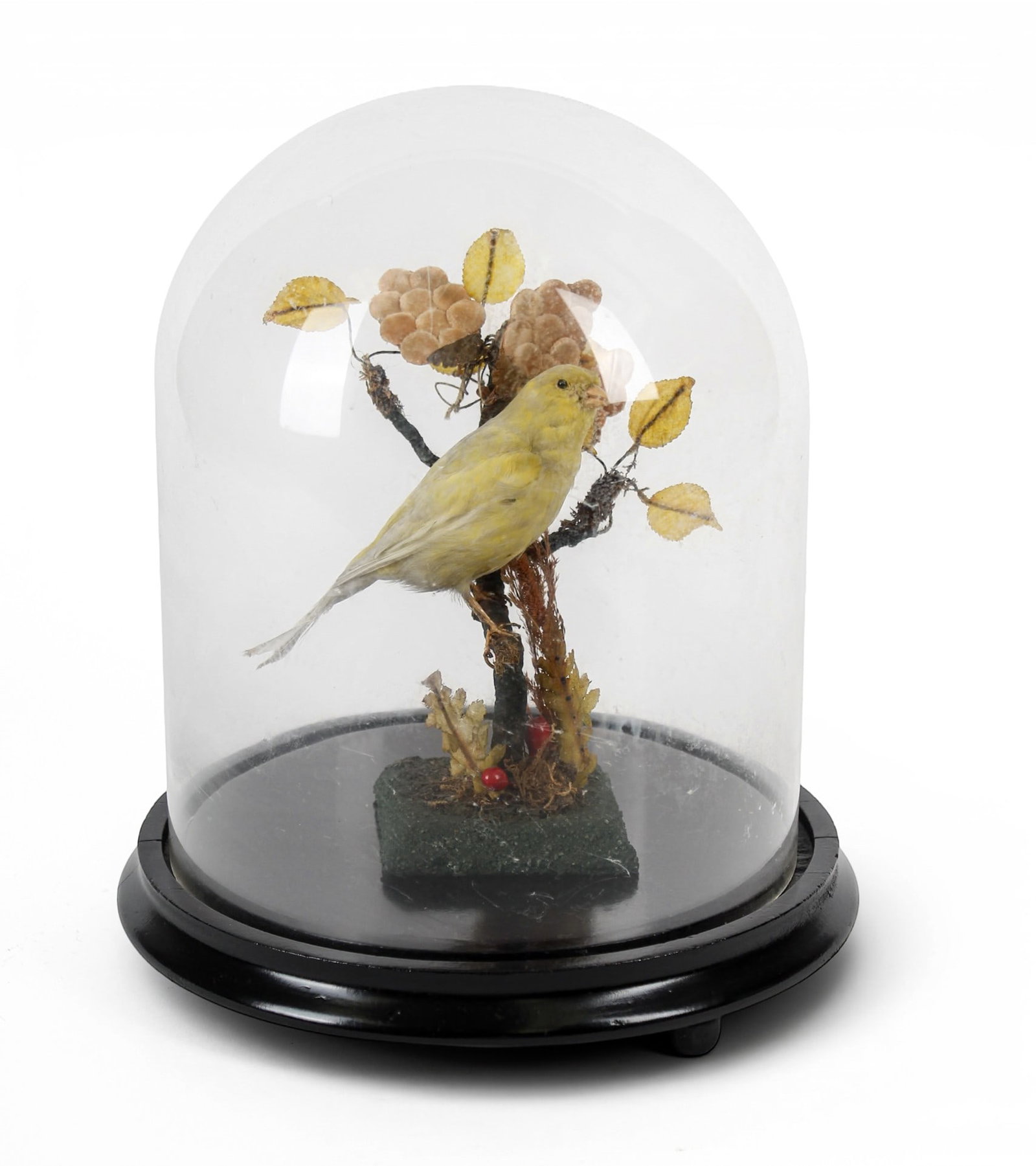 Victorian Taxidermy Canary (1 of 7)