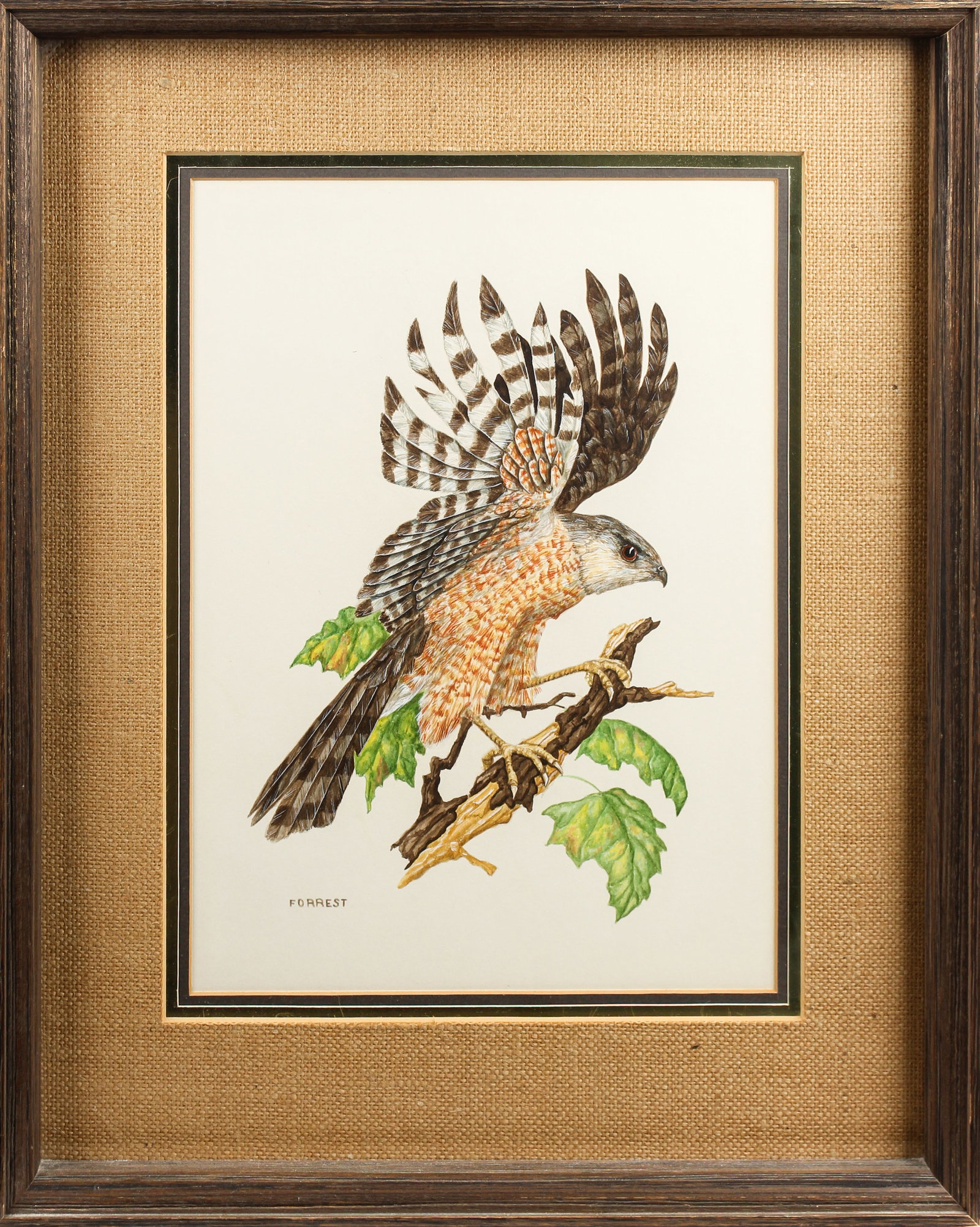 Christopher Forrest (New Jersey, B. 1946) Red-Shouldered Hawk, Gouache (1 of 8)