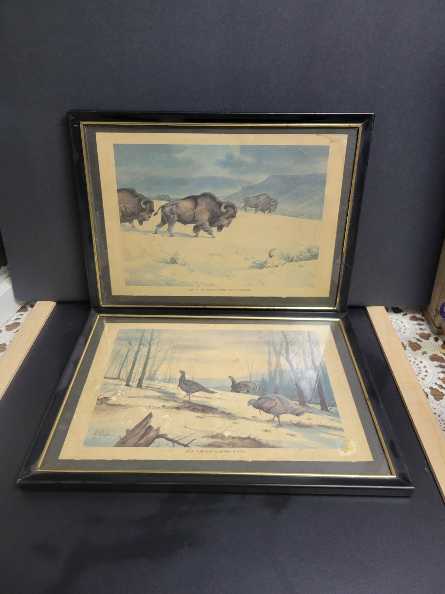 Vintage Wildlife Prints: Approx 8x10”