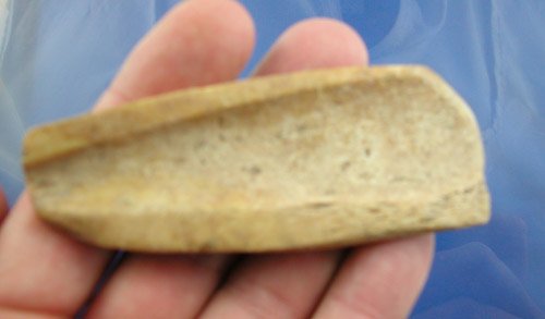 3 1/2" Polished bone gouge - Indian Tool - 2