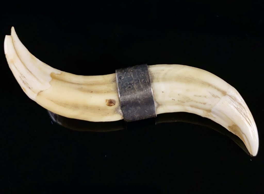 Sterling Victorian Boar Tusk Pin: Sterling Setting with Boars Tusk. Measures: 3"