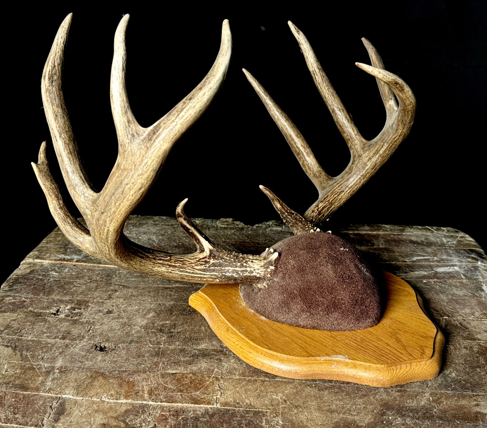 Vintage Whitetail Deer Antler Mount (1 of 4)