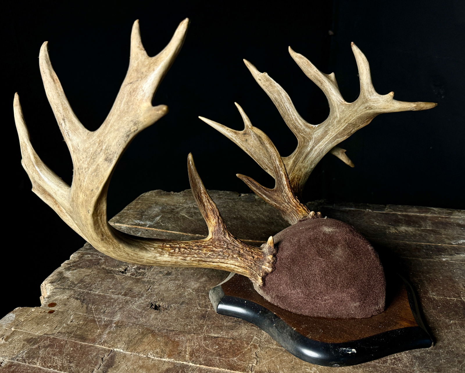 Large Mounted Whitetail Deer Antler Taxidermy (1 of 5)