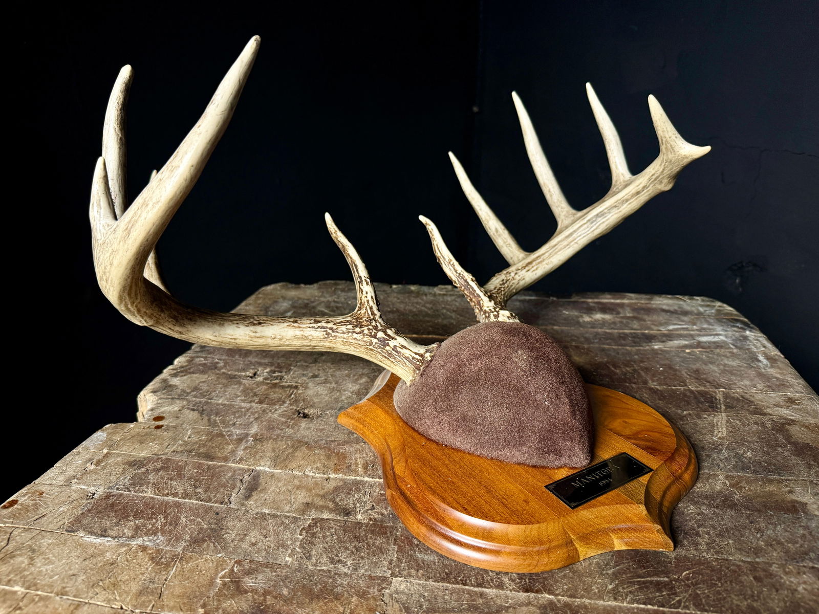 A Set of Mounted Whitetail Deer Antlers (1 of 6)