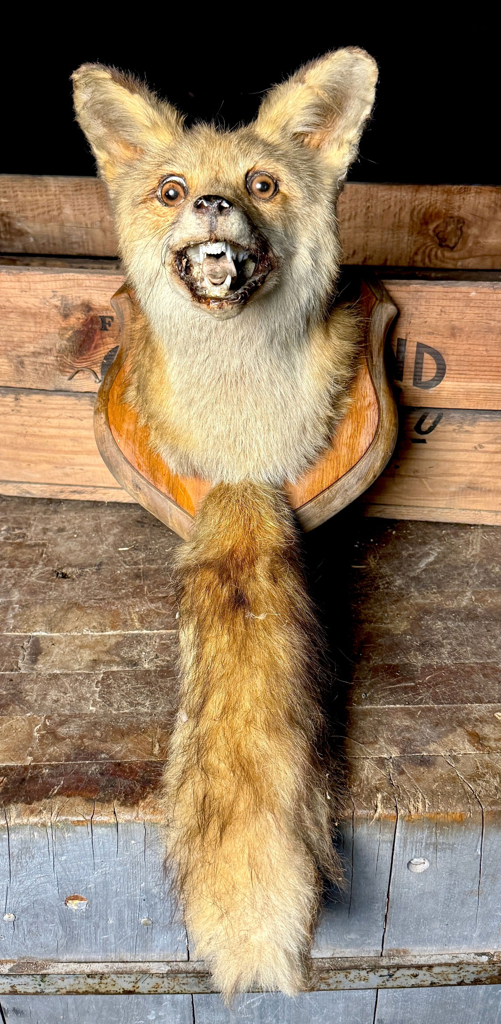 Taxidermy Red Fox Head Mounted on a Shield Shape Plaque: A taxidermy red fox head mount presented on a shield-shaped wooden plaque. The fox is modeled in a snarling pose with an open mouth, revealing the teeth and tongue, and features inset glass eyes. A fu