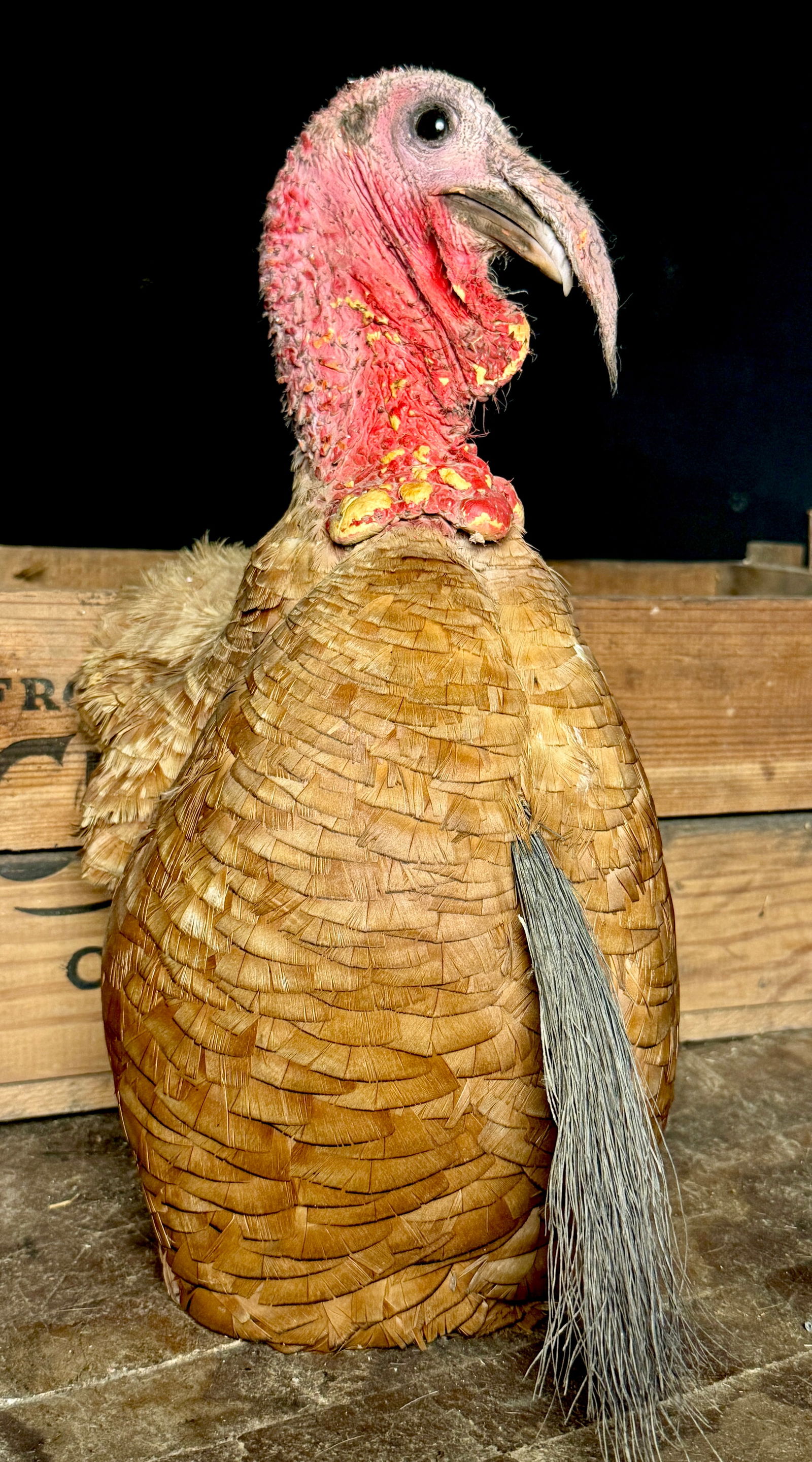 A Taxidermy Mount of a Rare Bourbon Red Turkey: This taxidermy specimen features the head, neck, and breast of a Bourbon Red Turkey, a heritage breed of Meleagris gallopavo. The mount displays a detailed head with red and pink caruncles, a long sno
