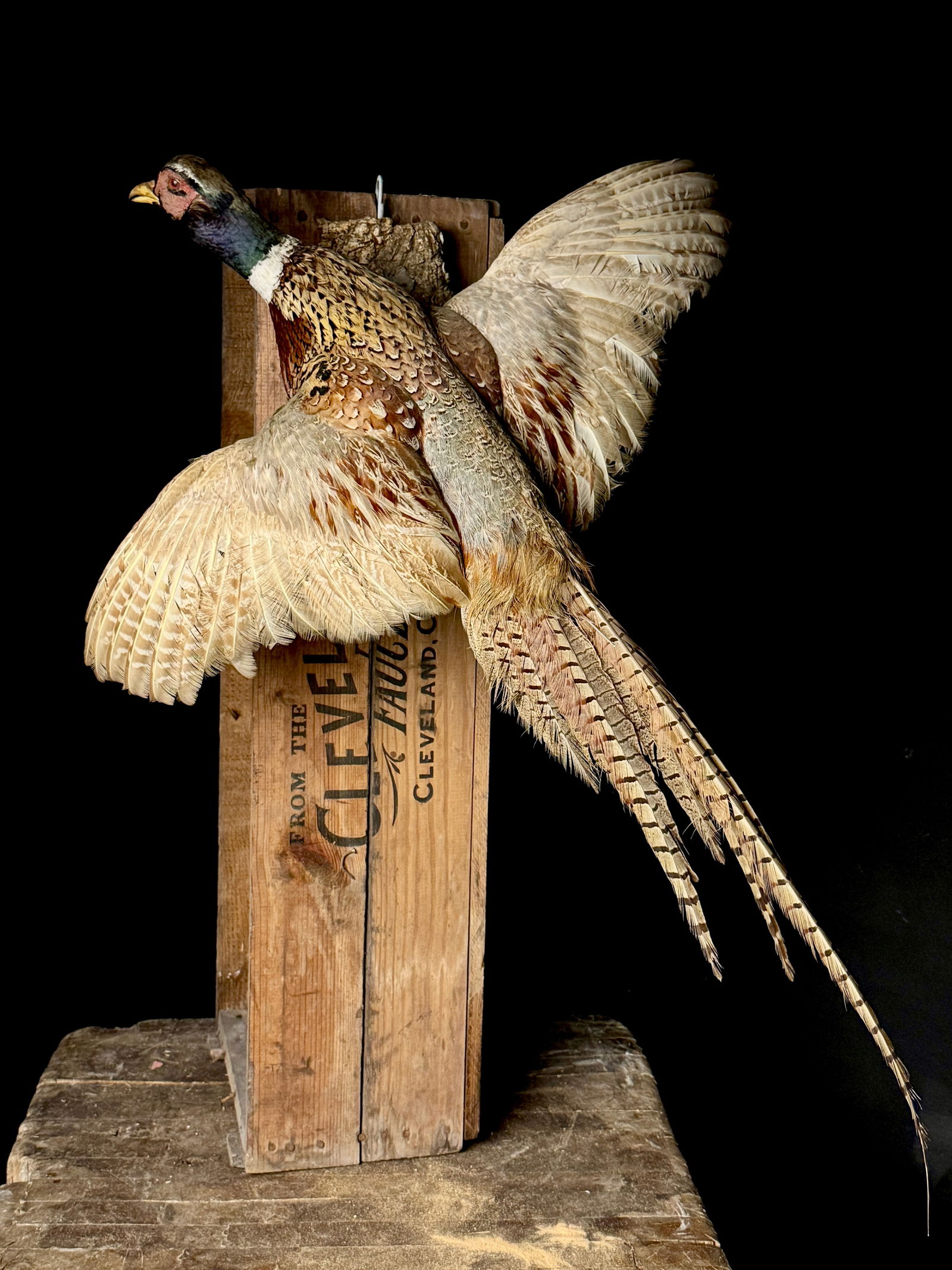 Flying Ring-Necked Pheasant Taxidermy Bird Mount (1 of 4)
