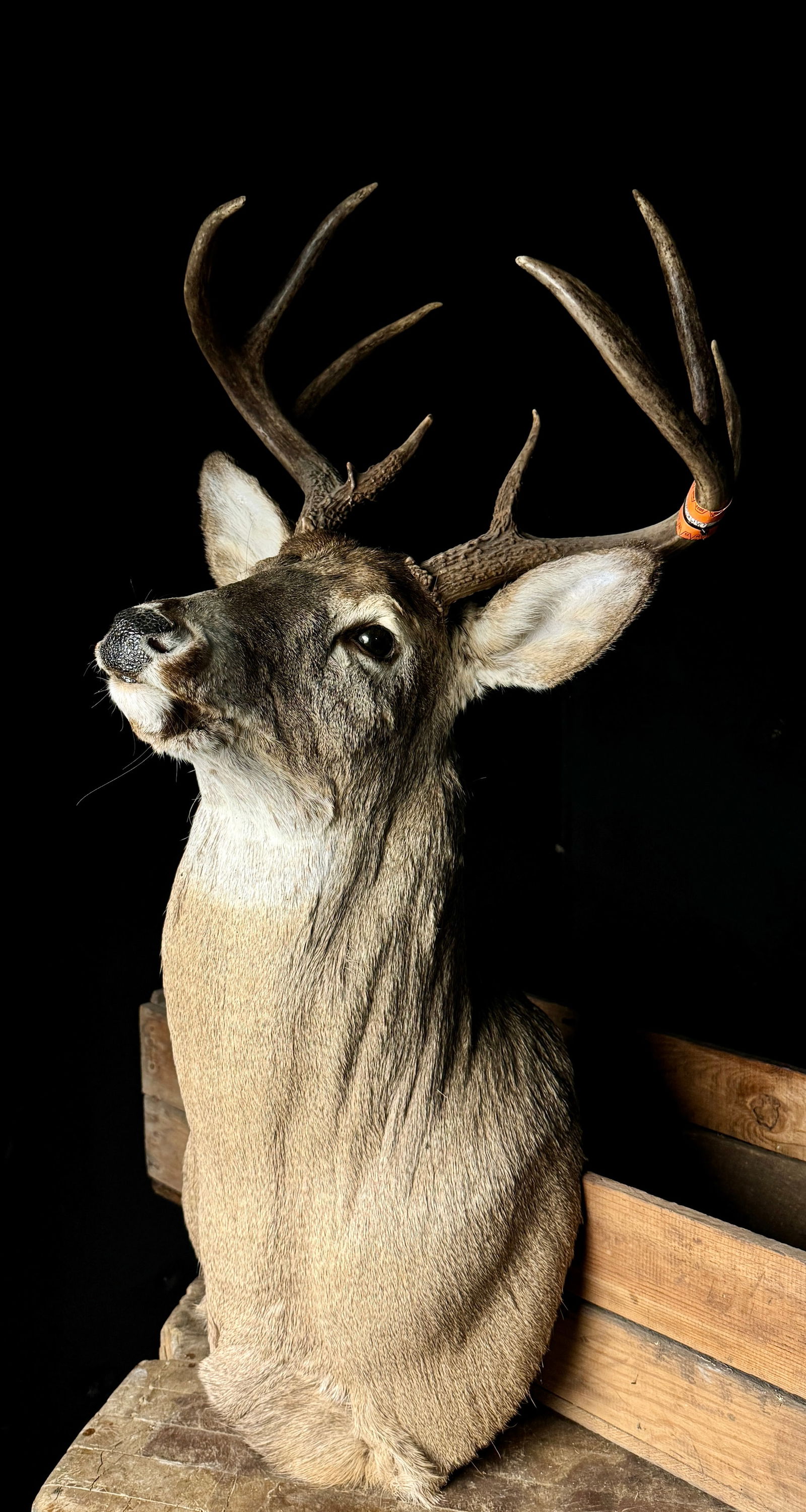 An Eight-Point Whitetail Deer Buck Taxidermy Shoulder Mount (1 of 8)