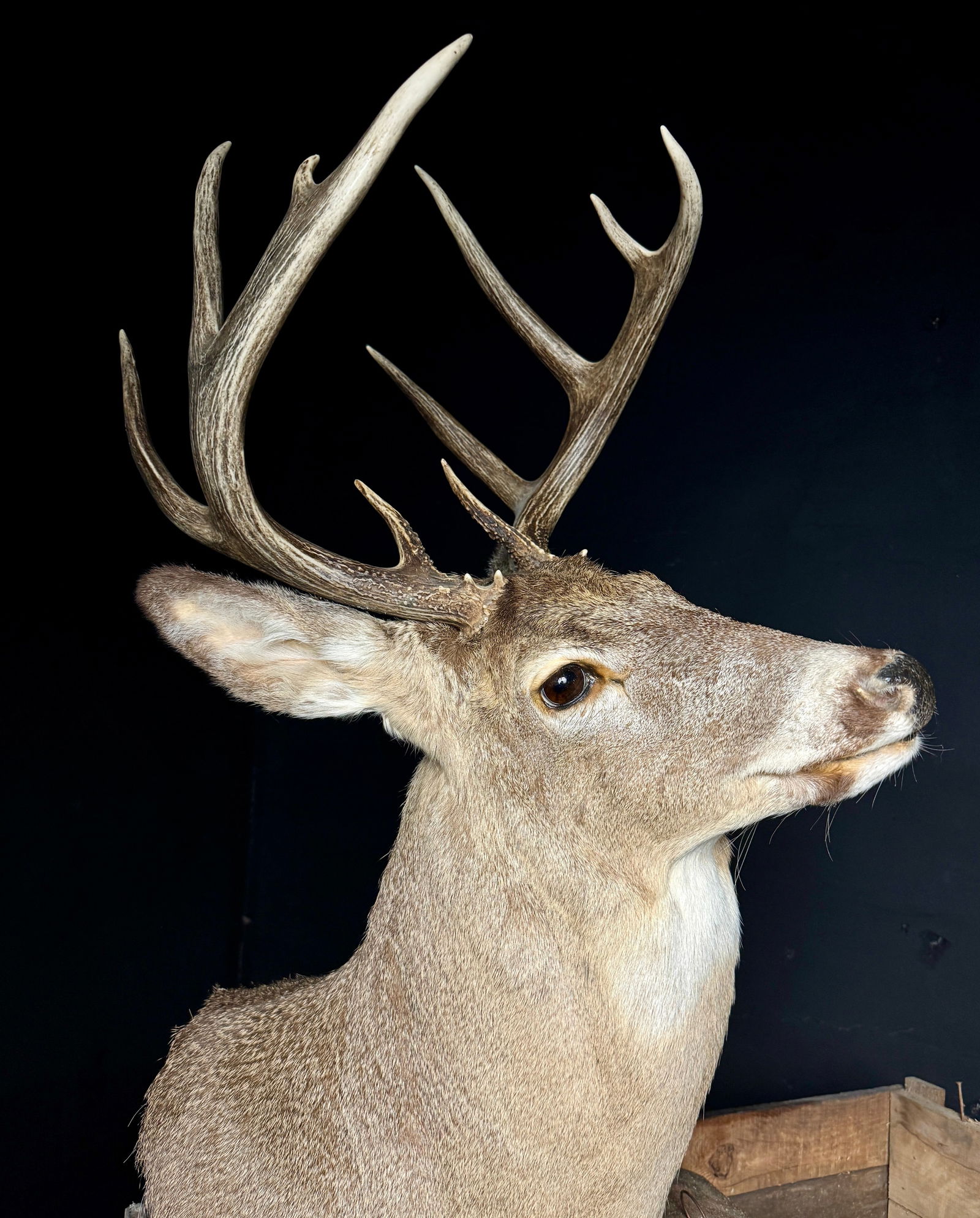 Whitetail Deer Taxidermy Shoulder Mount (1 of 6)