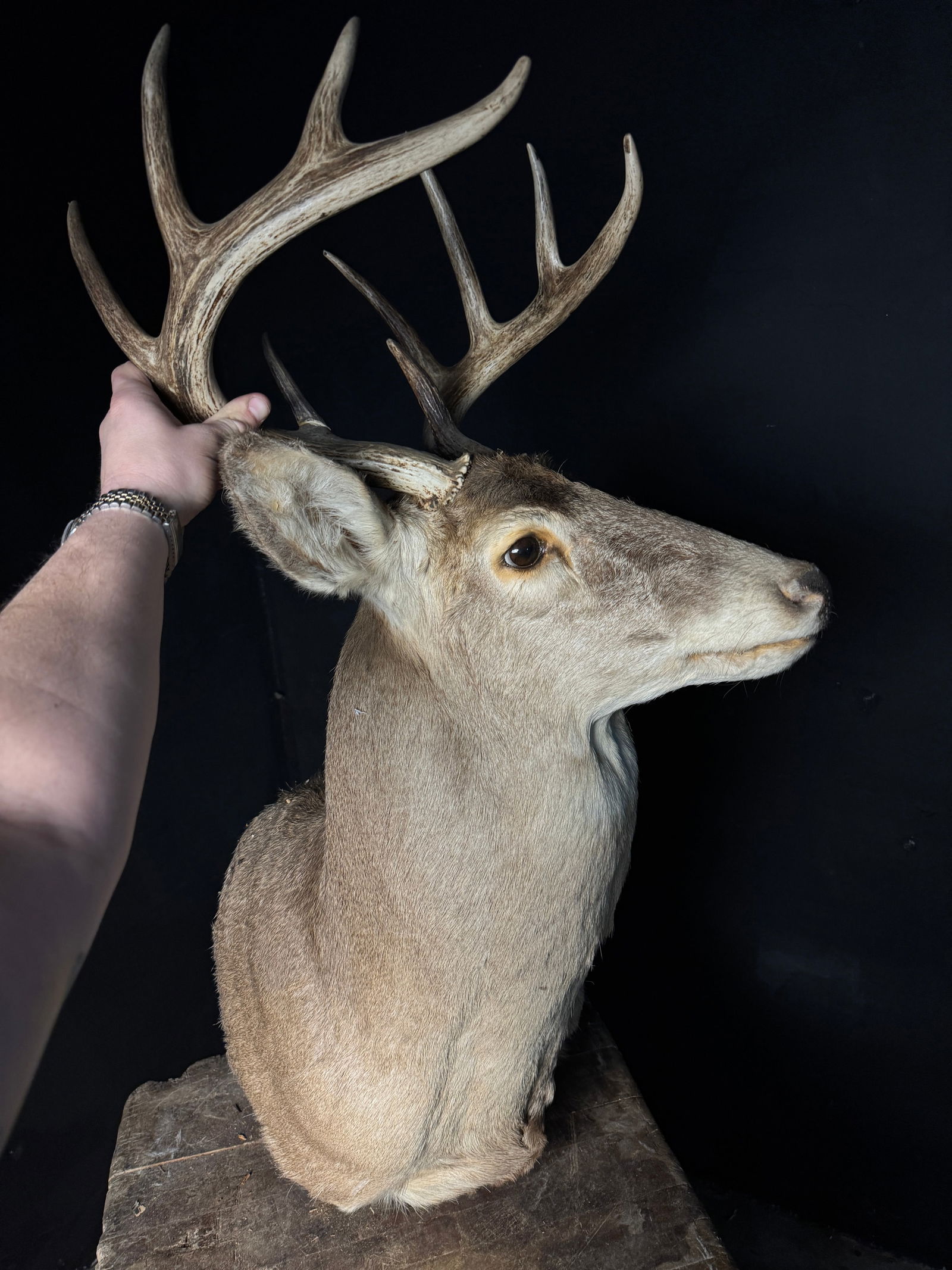 Whitetail Deer Ten Point Shoulder Taxidermy Mount (1 of 6)