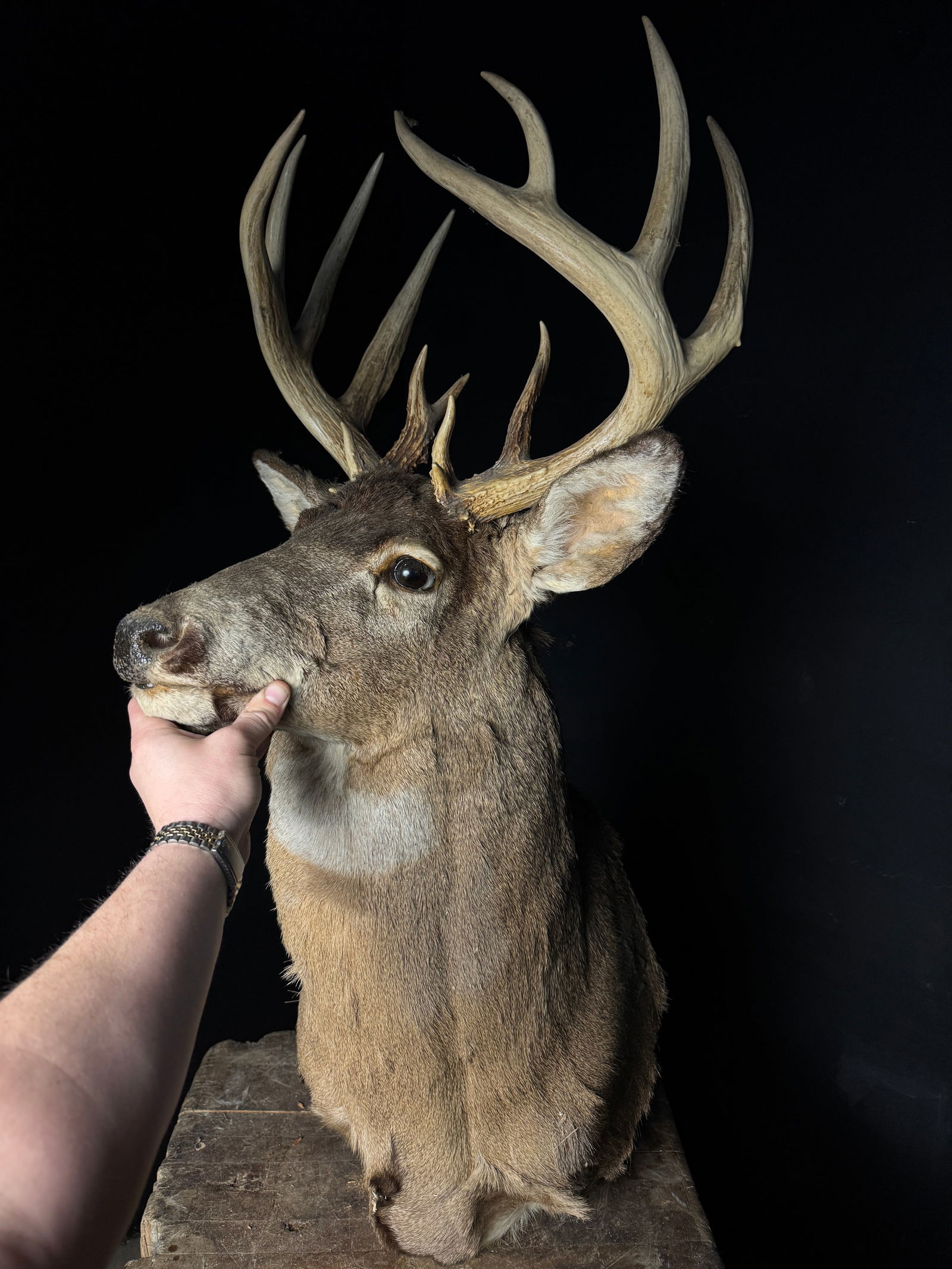 A Taxidermy White-Tailed Deer Buck Shoulder Mount (1 of 8)