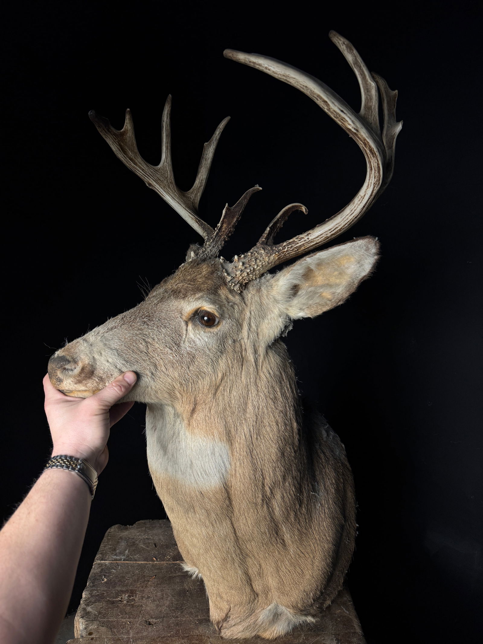 White-Tailed Deer Taxidermy Shoulder Mount (1 of 7)