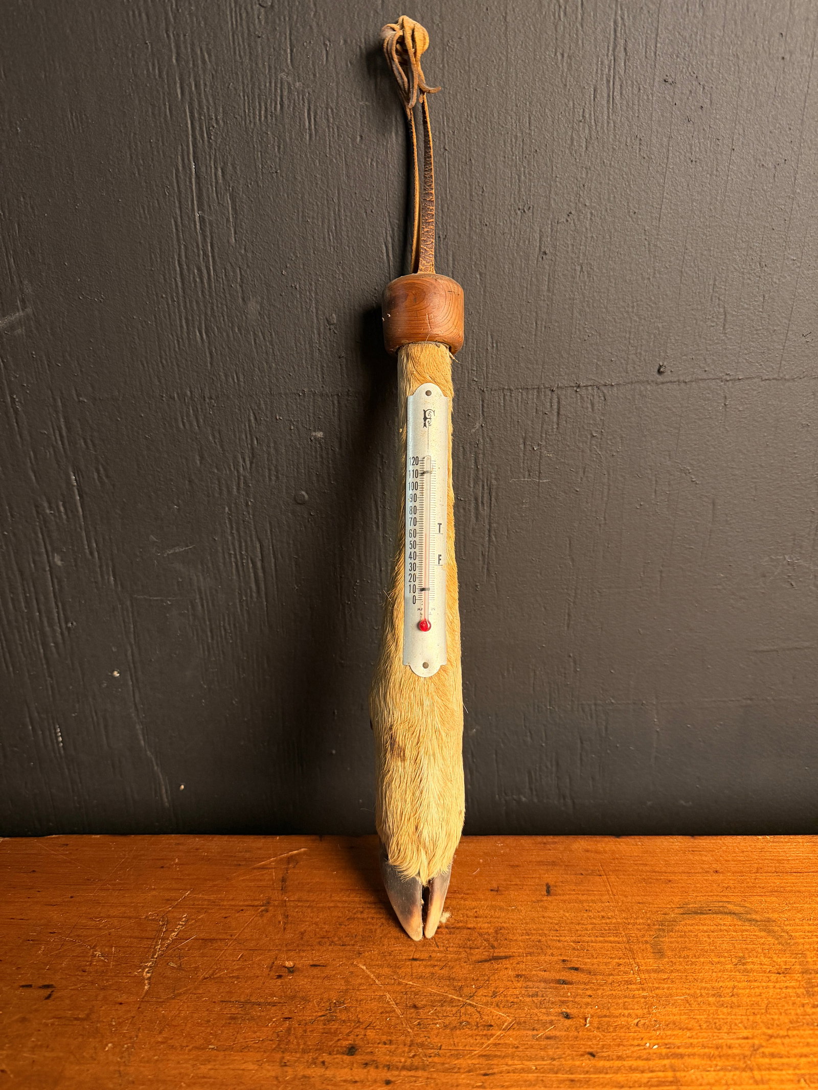 Vintage Whitetail Deer Hoof Taxidermy Wall Thermometer: This vintage novelty wall thermometer is constructed from a taxidermied whitetail deer hoof and lower leg. The piece features a turned wooden cap at the top, which secures a leather hanging strap for