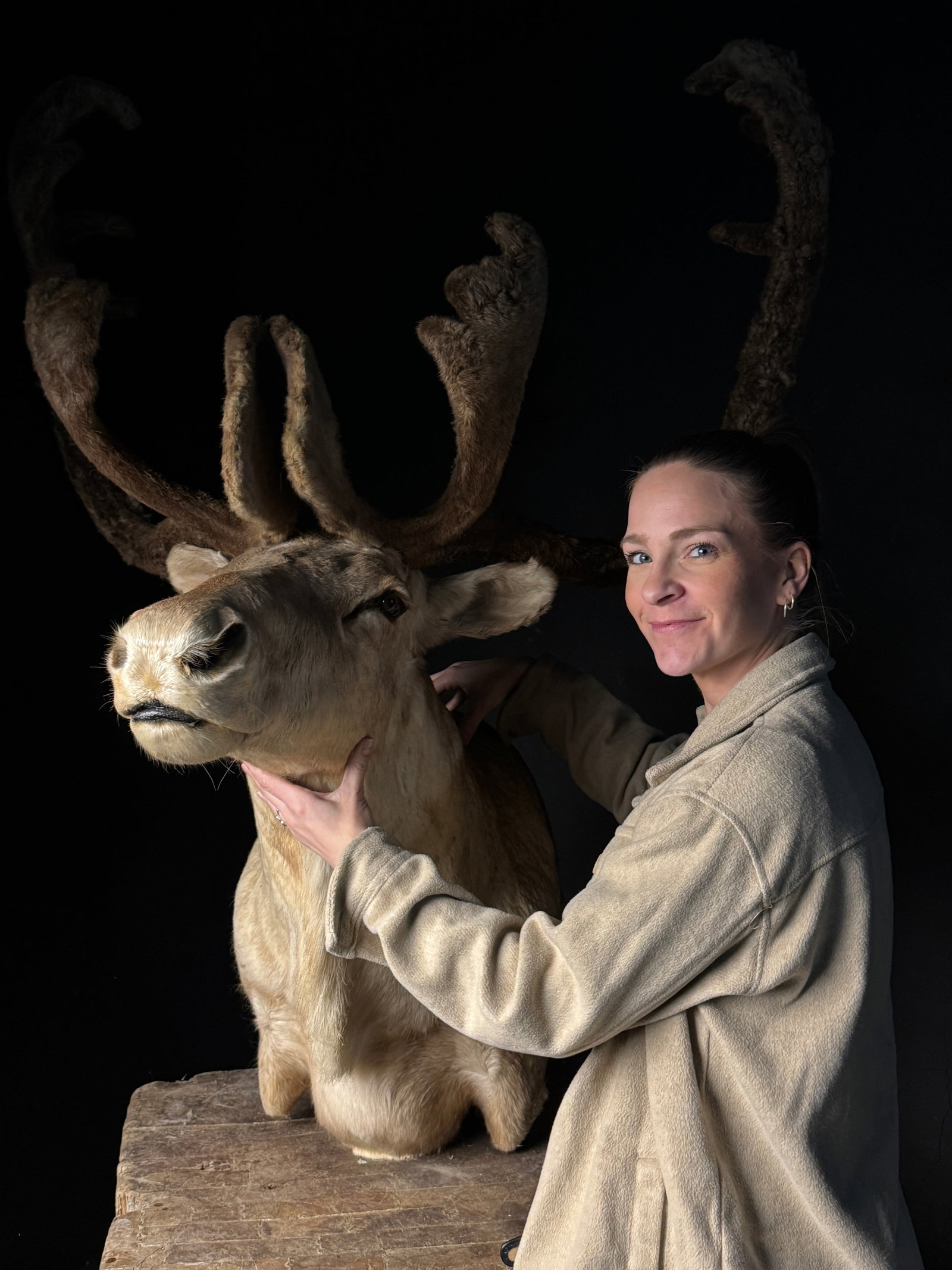 Caribou Taxidermy Shoulder Mount with Antlers in Velvet: A taxidermy shoulder mount of a caribou (Rangifer tarandus) featuring antlers preserved in velvet. The specimen displays thick, creamy beige and light brown fur characteristic of the species. The antl