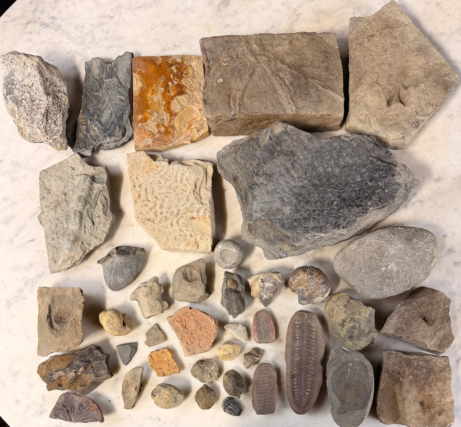 A Collection of Fossilized Flora and Fauna Specimens (1 of 13)