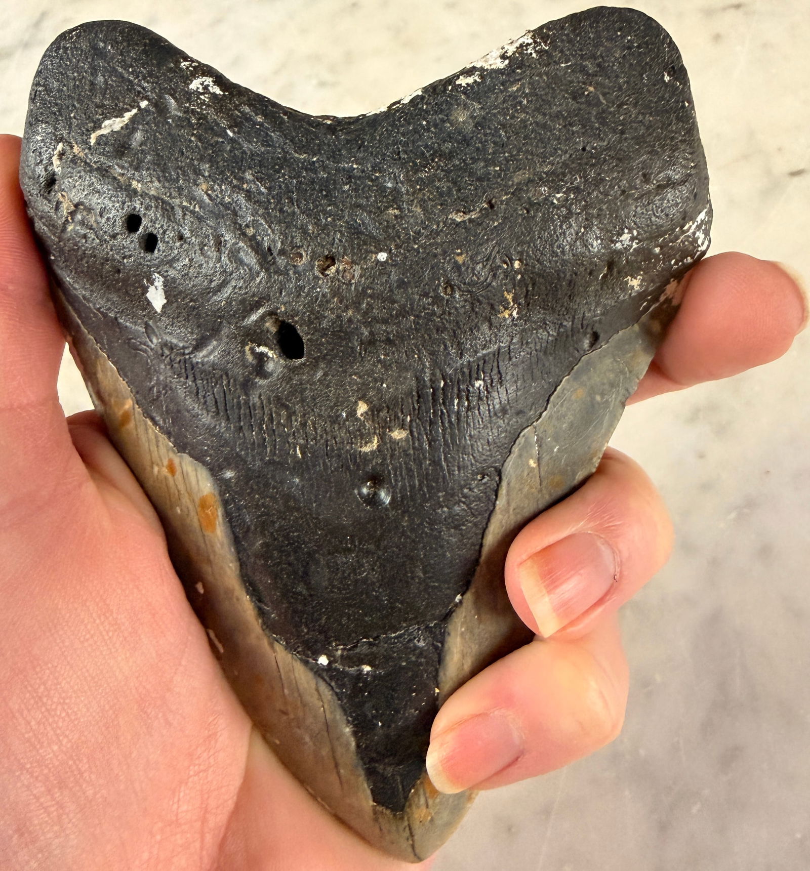 Authentic Megalodon Shark Tooth Fossil Specimen (1 of 4)