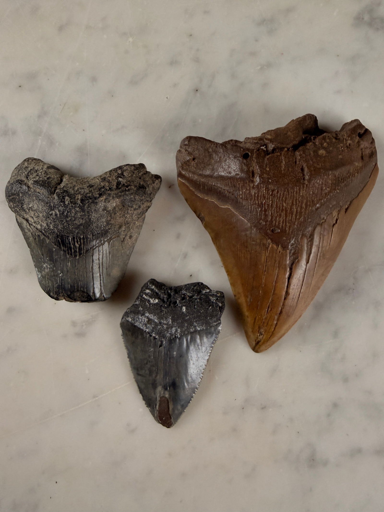 Three Fossilized Megalodon Shark Teeth (1 of 9)