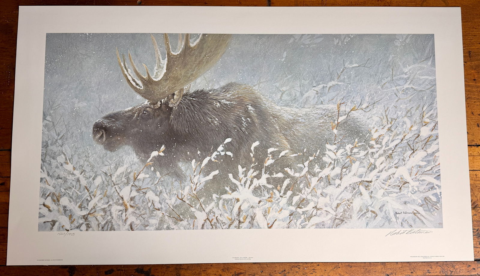 Robert Bateman Winter Run Bull Moose Limited Edition Print: This limited edition wildlife print, titled Winter Run - Bull Moose â€” Alces alces, is by the artist Robert Bateman. Published in 1994 by Mill Pond Press, Inc., from an original acrylic p