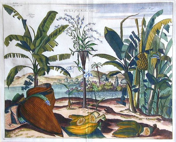 18thC Hand Colored Botanical Engraving
