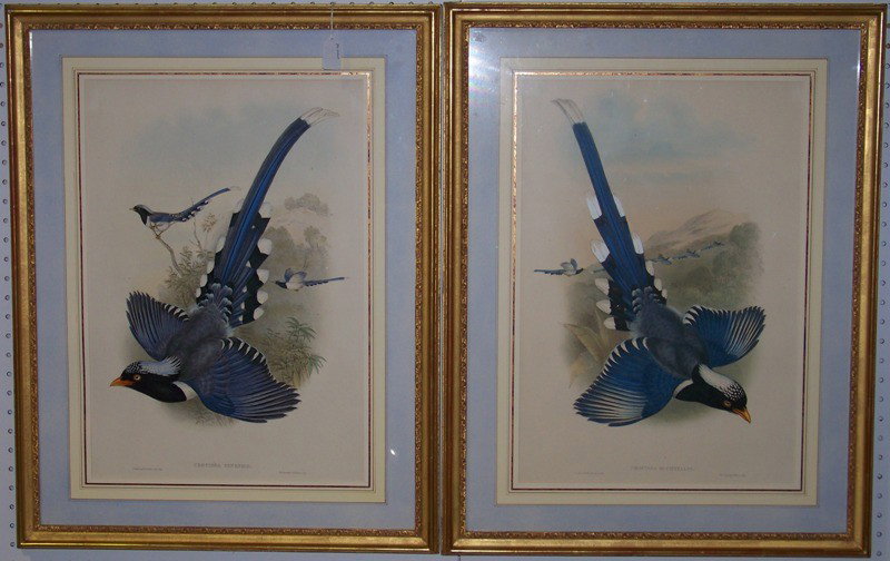 Pair of John Gould (1804-1881) Bird Lithos: Pair of John Gould (1804-1881) Bird Lithos. Chinese Blue Magpie and Nepalese Blue Magpie, Each app. 20 1/4" tall and 14" wide in a nice matted 28 1/4" x 22" frame.