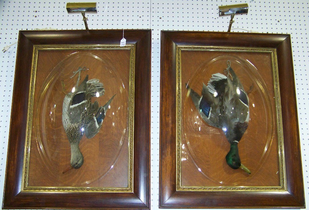 Pr. Antique Mounted Ducks in Bubble Glass Frames: Pr. Antique Mounted Ducks in Bubble Glass Frames.Great pair in what looks to be original hand blown bubble glass frames.Each frame is app. 33" tall and 25" wide.